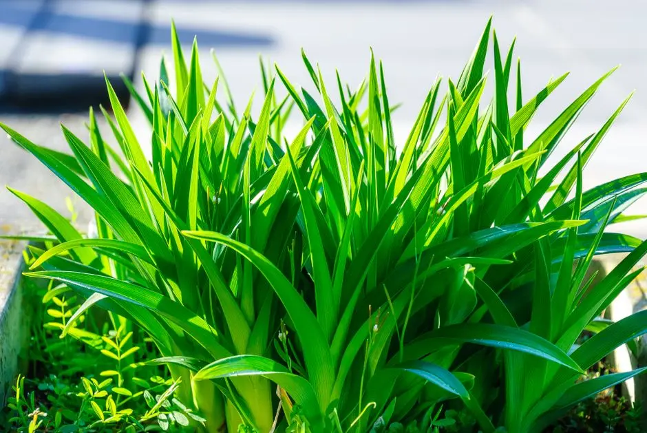 Greens & Outdoors at BPTP CAPITAL CITY, Sector 94, Noida
