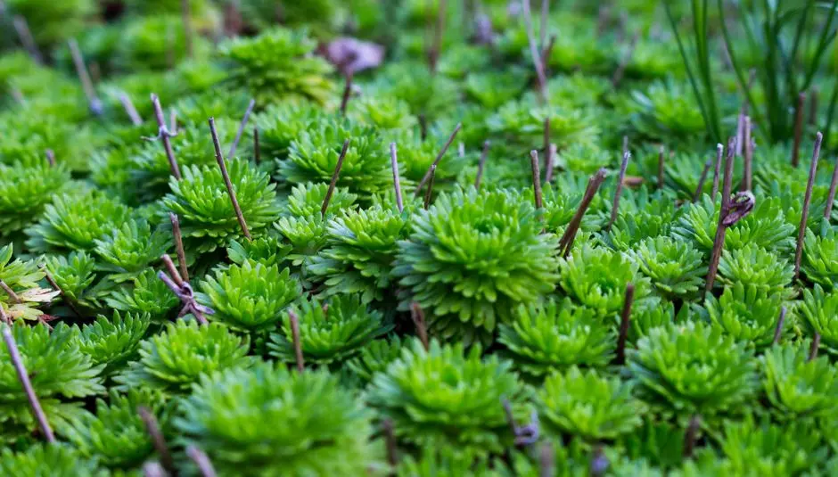 Greens & Outdoors at BPTP MANSIONS (PARK PRIME), Sector 66, Gurgaon