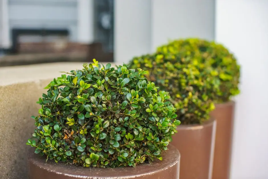 Greens & Outdoors at BPTP PARK CENTRA, Sector 30, Gurgaon