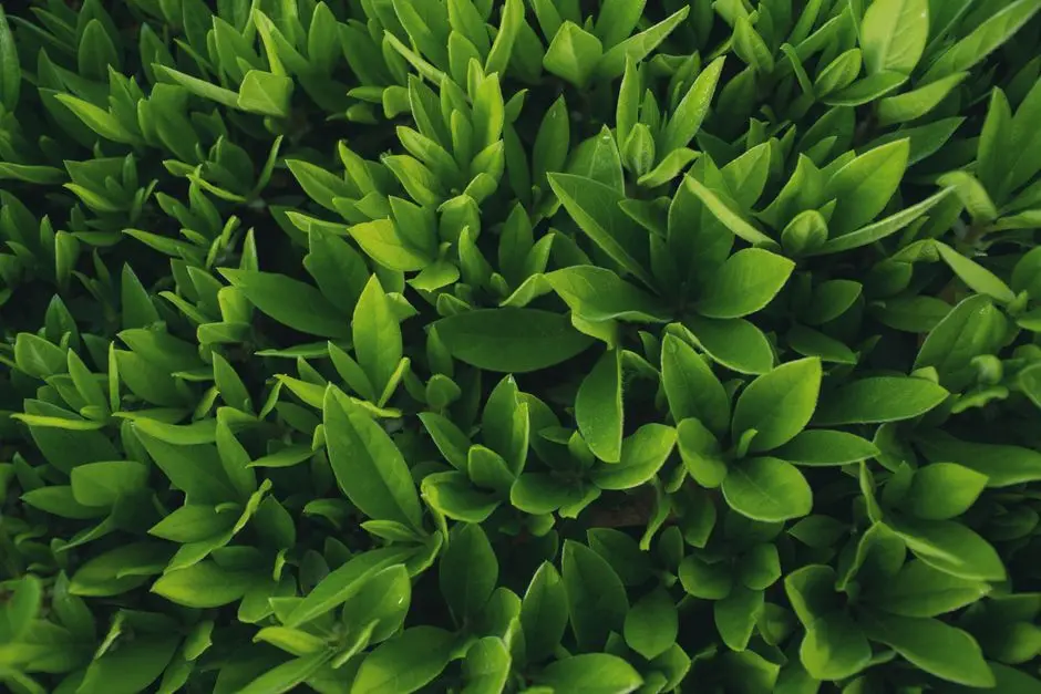 Greens & Outdoors at BPTP SCO 102 AT AMSTORIA, Sector 102, Gurgaon