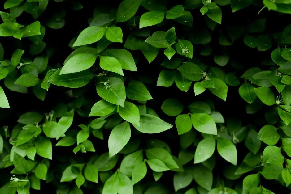 Greens & Outdoors at BPTP PARK FLOORS II, Sector 76, Faridabad